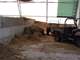 153 Acre Organic Dairy Farm Beef Horses Cropsare Other Options Photo 5