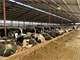 Celtic Dairy 3000 Hd. Dairy Facility Photo 9