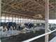 270 Ac. Active Dairy Mi. South Lexington Ky. Excellent Home and Setup Photo 1