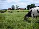 Grazing Dairy and Milk Processing Plant Photo 4