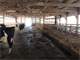 Saint Croix County WI Dairy Farm Photo 12