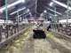 Turn-Key Organic Dairy Farm ON 710A with Equipment and 425 Organic Holstein Photo 14