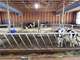 Turn-Key Organic Dairy Farm ON 710A with Equipment and 425 Organic Holstein Photo 18