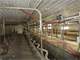 Dairy Farm with Everything You Need for a Fully Functioning Dairy Photo 8