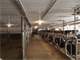 Showplae for Your High Genetic Herd or Equestrian Boarding or Training Photo 8