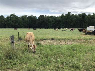 Listing: 5657247, Federalsburg, MD