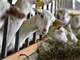 Ayers Brook Goat Dairy - Premiere Goat Dairy in the Heart Vermont Photo 5