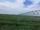 TX Panhandle Dairy and Irrigated Farmland Auction Photo 12