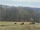 Certified Organic Active Dairy-Great Beef or Dairy Farm Photo 13
