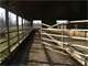 120 Acre Active Dairy Farm Photo 15
