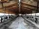 174 Acre Dairy Farm for Sale - N6295 Church Monticello WI Photo 8