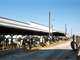 645 Modern Dairy Free Stall Operation in Western Marathon County Photo 4