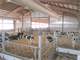 645 Modern Dairy Free Stall Operation in Western Marathon County Photo 6