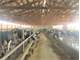 209 Acre Freestall Dairy Farm in the Towns Day and Green Valley MA Photo 7