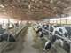 209 Acre Freestall Dairy Farm in the Towns Day and Green Valley MA Photo 8