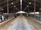 Central Wisconsin Dairy for Sale 500 Cows or Milk Less and Raise Heifers Photo 2