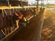 Oregon Organic Dairy - 800 Animal Cafo Permit Photo 2
