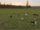 Oregon Organic Dairy - 800 Animal Cafo Permit Photo 4