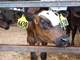 Oregon Organic Dairy - 800 Animal Cafo Permit Photo 9