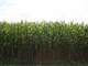 Wisconsin Dairy Additional Land Available Updated Terms Check Out Photo 20