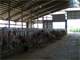 150 Cow Dairy in Friendship Wisconsin Photo 6