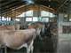 150 Cow Dairy in Friendship Wisconsin Photo 7