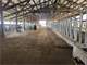 550 Cow Dairy Expandable in Great Dairy Area Photo 14