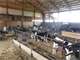 Western Marathon County Dairy Showplace- 300 Cow Freestall Farm Photo 12