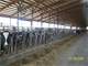 600 Cow Dairy in Clark County Photo 12