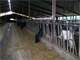 400 Cow Dairy in Belgium Wisconsin Photo 9