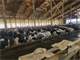 Acres 300 Cow Dairy in Pierce County More Land Available Photo 7