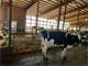 Acres 300 Cow Dairy in Pierce County More Land Available Photo 9