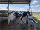 Dairy Farm for Sale in Florida. 145 Acres Dairy Farm Photo 5