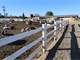 Nice Turnkey Showcase Dairy Sitting ON Acres with 2 Homes 1 Apartment Photo 9