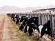 Arizona Dairy in Opportunity Zone