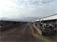Dairy Heifer or Beef Feedlot