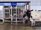 Fully Automated Delaval Robotic Milking Dairy