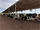 Large Efficient Dairy Located in a Great Year Round Feed Area