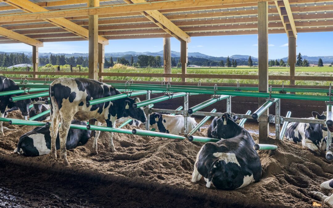 Turning Dairy Manure Into Profit: New Revenue Opportunities for Dairy Farms