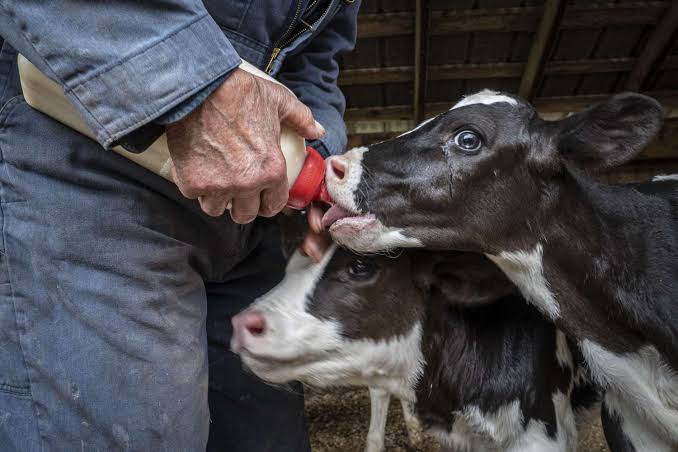 Daily Udder Image 12