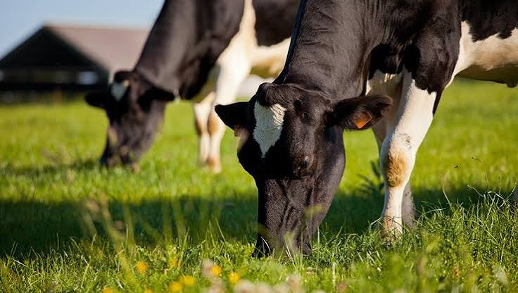 The Next Generation of Dairy Farming: A Changing Industry, New Opportunities