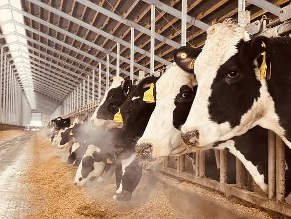 Daily Udder Image 4