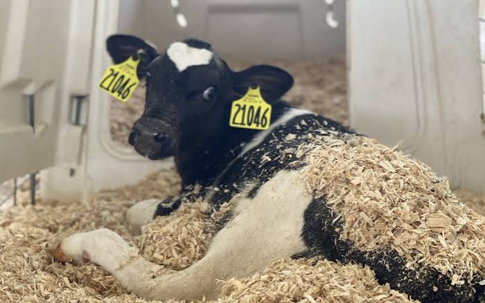 Dairy Farm Water Rights — A Critical Factor in Property Value