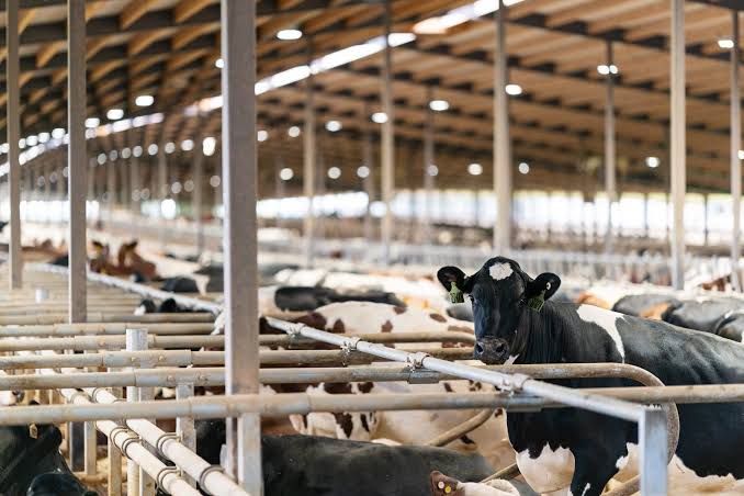 Milk Prices Are Only Half the Story: What Really Drives Dairy Profitability?