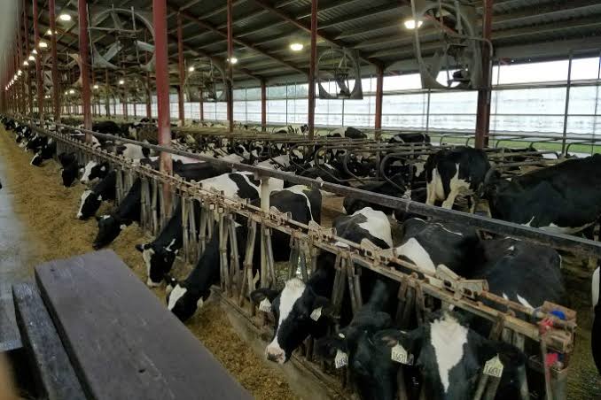 Dairy Farm Infrastructure — What Buyers Should Evaluate