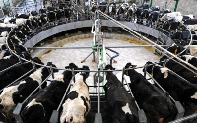 Dairy Farm Succession — Preparing the Next Generation