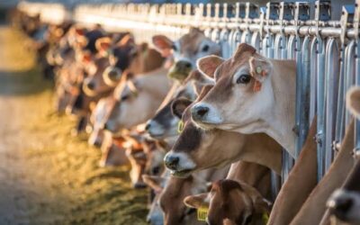 Buying a Dairy Farm? Five Things You Need to Know Before Making an Offer