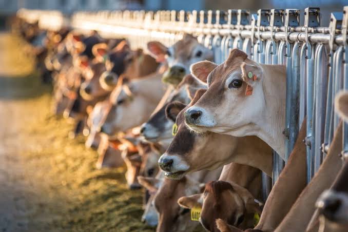 Buying a Dairy Farm? Five Things You Need to Know Before Making an Offer