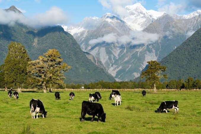 Dairy Farm Financing — What Lenders Look For