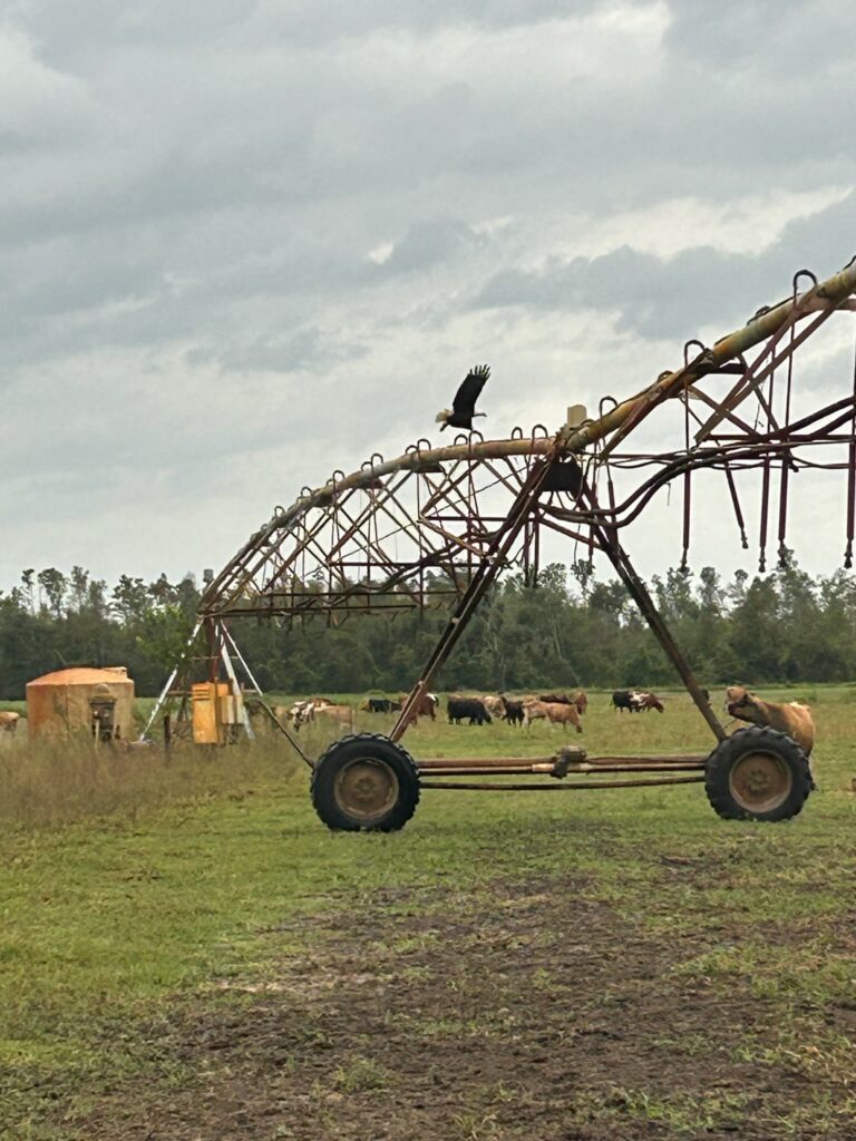 Turn Key 650 acre Organic grazing dairy in North Florida